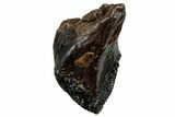 Unworn Triceratops Tooth - Wyoming #263402-1